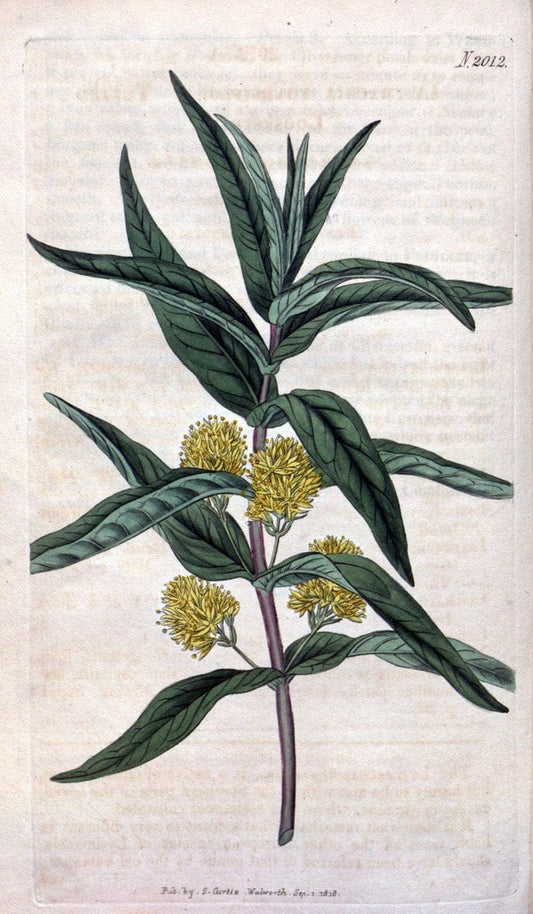 Curtis's botanical magazine. London ; New York [etc.] :Academic Press [etc.]. | "Botanical illustration" Botany Periodicals "Pictorial works" "Plants, Ornamental"  | Vintage Print Reproduction 454497