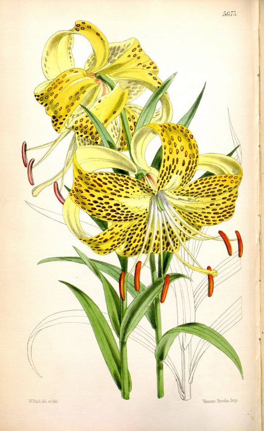 Curtis's botanical magazine. London ; New York [etc.] :Academic Press [etc.]. | "Botanical illustration" Botany Periodicals "Pictorial works" "Plants, Ornamental"  | Vintage Print Reproduction 454498