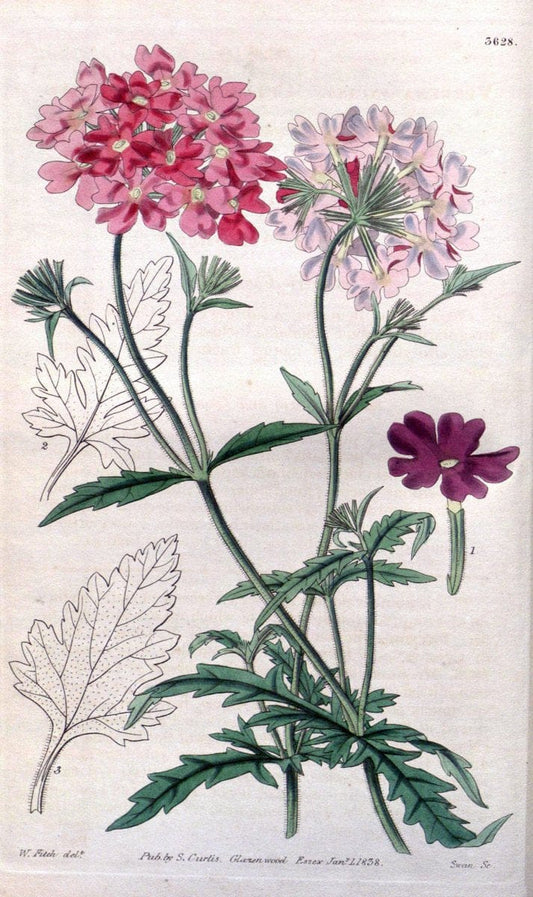 Curtis's botanical magazine..London ;New York [etc.] :Academic Press [etc.]. |  | Vintage Print Reproduction 454499