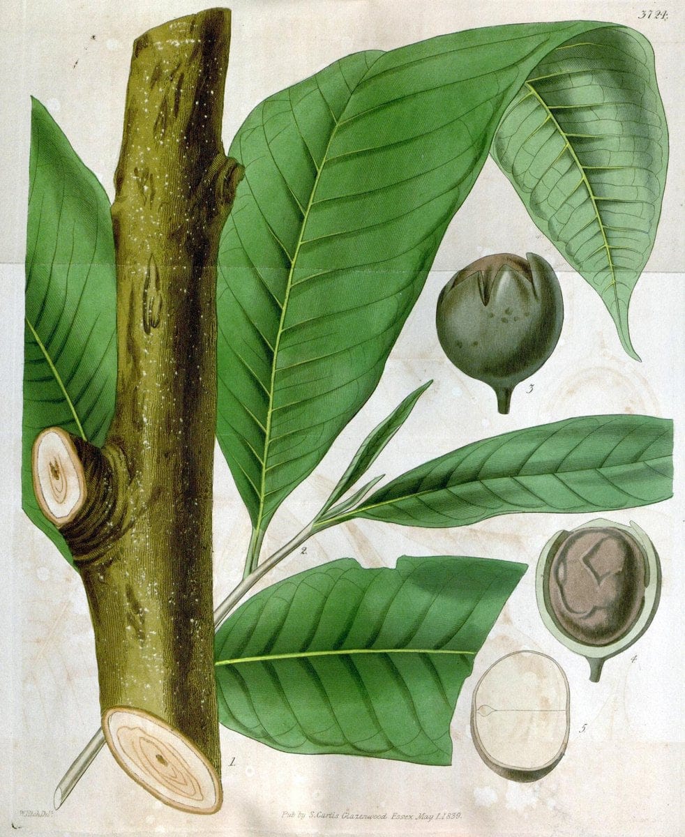 Curtis's botanical magazine..London ;New York [etc.] :Academic Press [etc.]. |  | Vintage Print Reproduction 454500