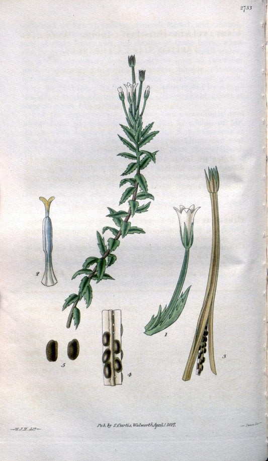 Curtis's botanical magazine..London ;New York [etc.] :Academic Press [etc.]. |  | Vintage Print Reproduction 454501