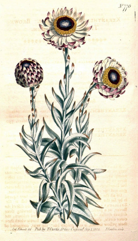 Curtis's botanical magazine..London ;New York [etc.] :Academic Press [etc.]. |  | Vintage Print Reproduction 454502