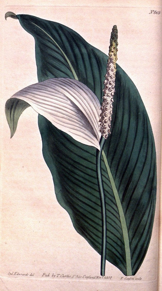 Curtis's botanical magazine. London ;New York [etc.] :Academic Press [etc.]. | Botany Periodicals "Pictorial works"  | Vintage Print Reproduction 454503