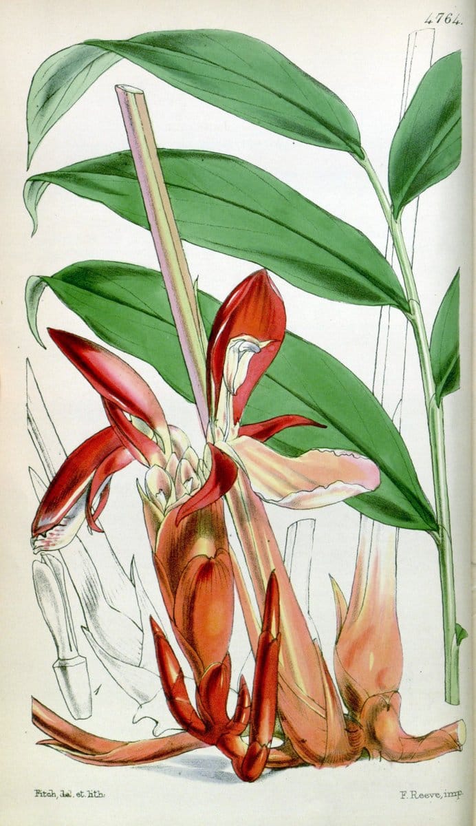 Curtis's botanical magazine. London ;New York [etc.] :Academic Press [etc.]. | Botany Periodicals "Pictorial works"  | Vintage Print Reproduction 454504