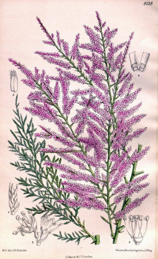 Curtis's botanical magazine. London ;New York [etc.] :Academic Press [etc.]. | Botany Periodicals "Pictorial works"  | Vintage Print Reproduction 454505