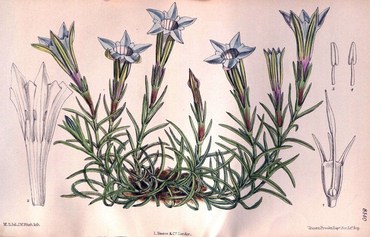 Curtis's botanical magazine. London ;New York [etc.] :Academic Press [etc.]. | Botany Periodicals "Pictorial works"  | Vintage Print Reproduction 454506