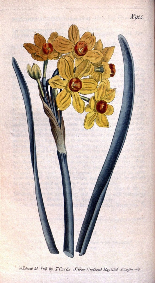 Curtis's botanical magazine. London ;New York [etc.] :Academic Press [etc.]. | Botany Periodicals "Pictorial works"  | Vintage Print Reproduction 454507