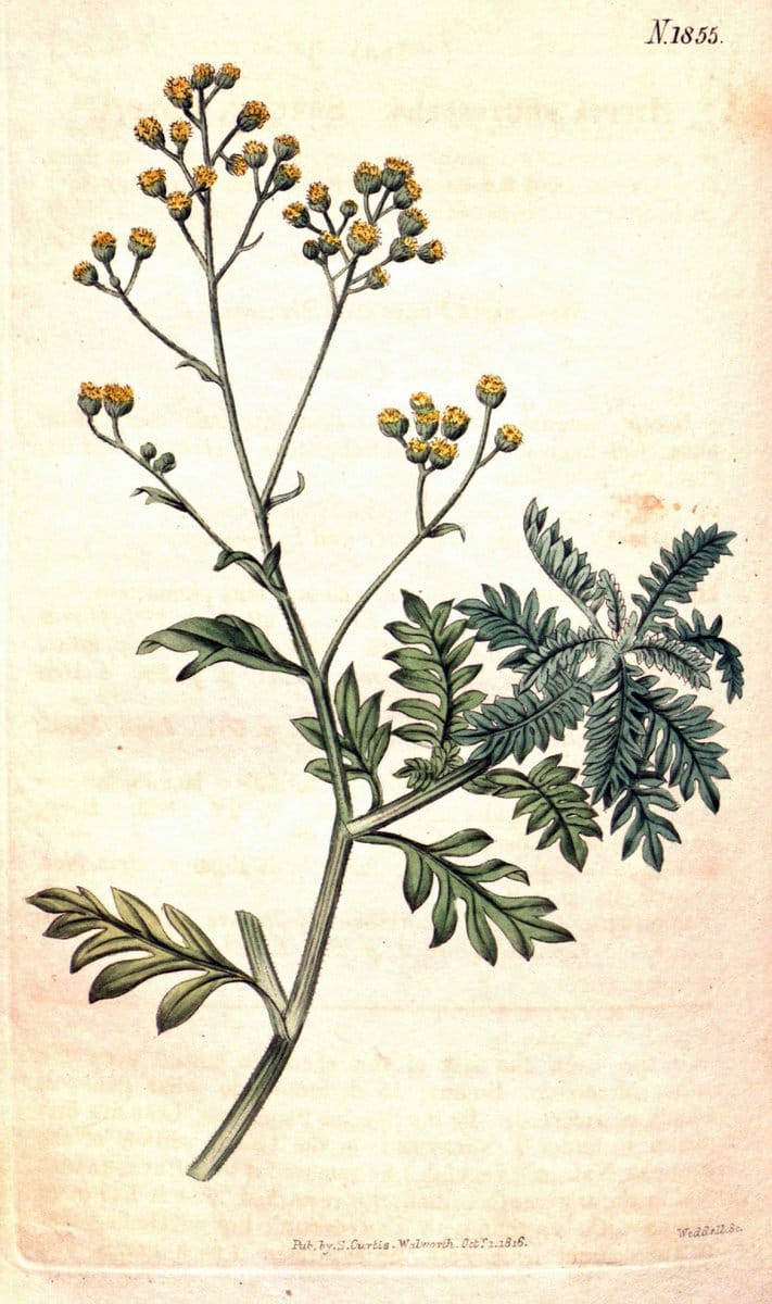 Curtis's botanical magazine. London ; New York [etc.] :Academic Press [etc.]. | "Botanical illustration" Botany Periodicals "Pictorial works" "Plants, Ornamental"  | Vintage Print Reproduction 454509