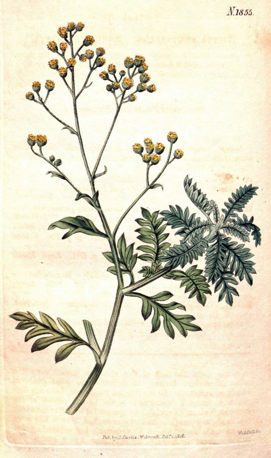 Curtis's botanical magazine. London ; New York [etc.] :Academic Press [etc.]. | "Botanical illustration" Botany Periodicals "Pictorial works" "Plants, Ornamental"  | Vintage Print Reproduction 454509