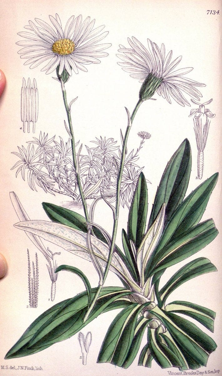Curtis's botanical magazine. London ; New York [etc.] :Academic Press [etc.]. | "Botanical illustration" Botany Periodicals "Pictorial works" "Plants, Ornamental"  | Vintage Print Reproduction 454510