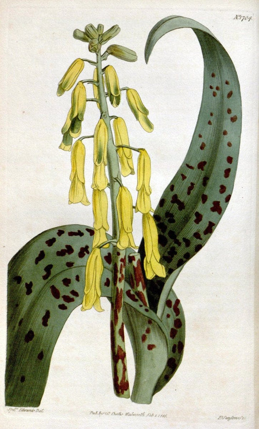 Curtis's botanical magazine. London ; New York [etc.] :Academic Press [etc.]. | "Botanical illustration" Botany Periodicals "Pictorial works" "Plants, Ornamental"  | Vintage Print Reproduction 454511