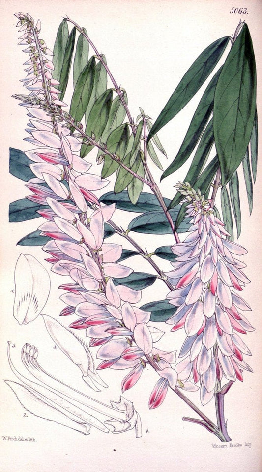 Curtis's botanical magazine. London ; New York [etc.] :Academic Press [etc.]. | "Botanical illustration" Botany Periodicals "Pictorial works" "Plants, Ornamental"  | Vintage Print Reproduction 454514