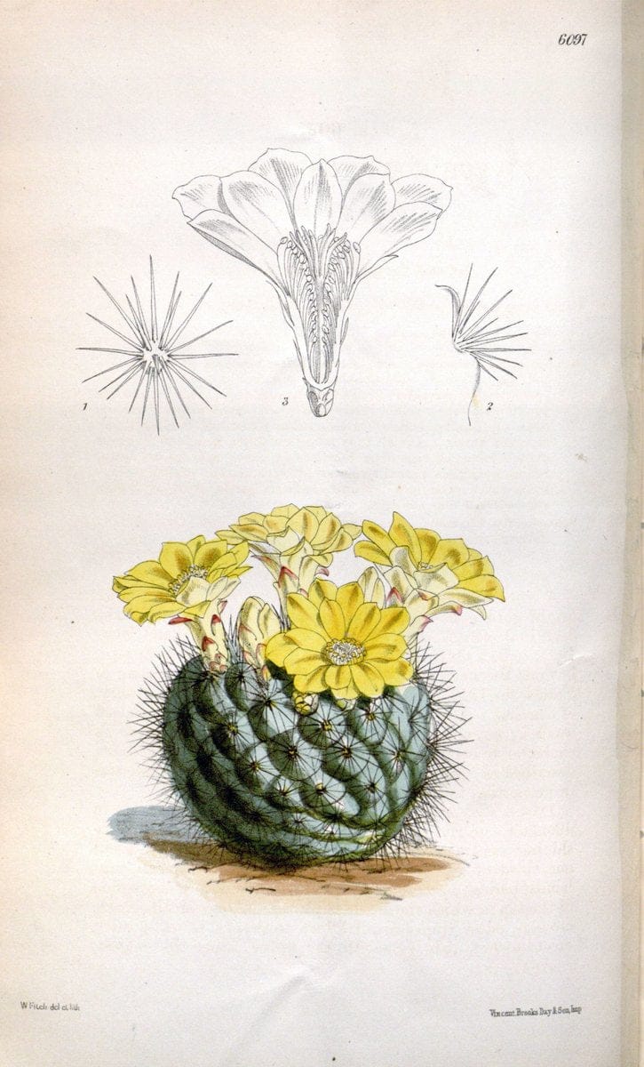 Curtis's botanical magazine. London ; New York [etc.] :Academic Press [etc.]. | "Botanical illustration" Botany Periodicals "Pictorial works" "Plants, Ornamental"  | Vintage Print Reproduction 454515