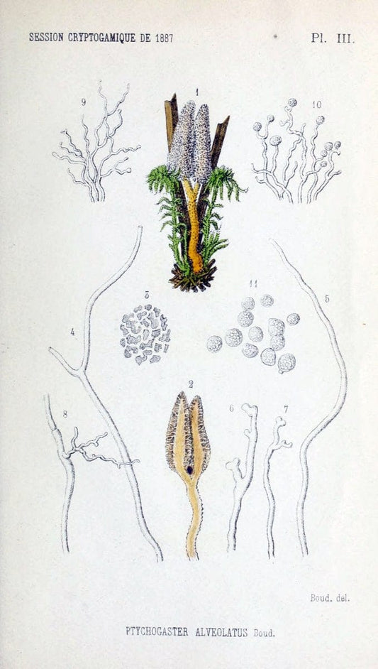 Bulletin de la SociÃ©tÃ© mycologique de France.Epinal :La SociÃ©tÃ©,1885-1903.  | France Fungi Mycology Periodicals | Vintage Print Reproduction 454516