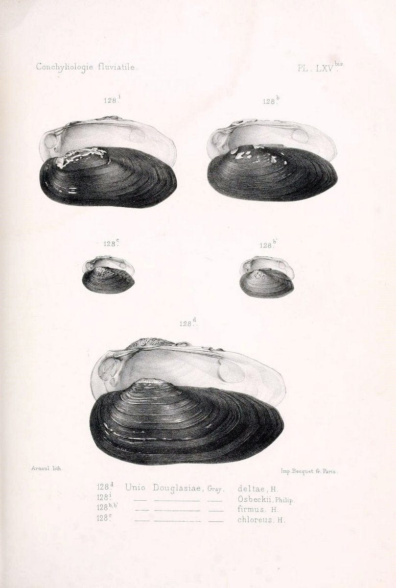 Conchyliologie fluviatile de la province de Nanking et de la Chine centrale /.Paris :Savy,[1875-1885]. | China Mollusks "Nanjing (Jiangsu Sheng)"  | Vintage Print Reproduction 454517