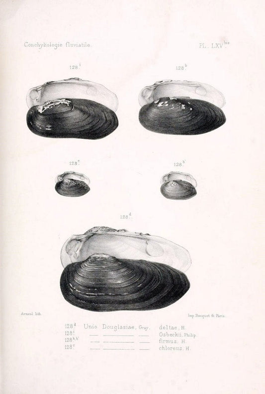 Conchyliologie fluviatile de la province de Nanking et de la Chine centrale /.Paris :Savy,[1875-1885]. | China Mollusks "Nanjing (Jiangsu Sheng)"  | Vintage Print Reproduction 454517