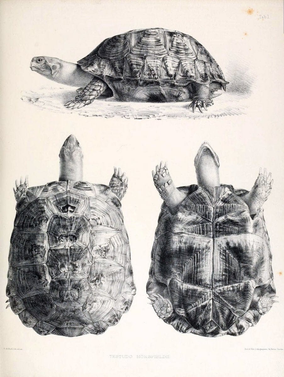Catalogue of shield reptiles in the collection of the British Museum /.London :Printed by order of the Trustees,1855-1872.  | Vintage Print Reproduction 454521