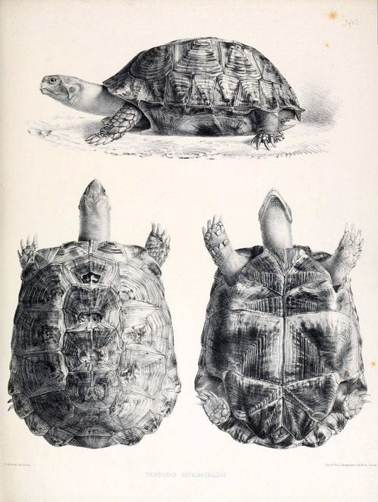 Catalogue of shield reptiles in the collection of the British Museum /.London :Printed by order of the Trustees,1855-1872.  | Vintage Print Reproduction 454521