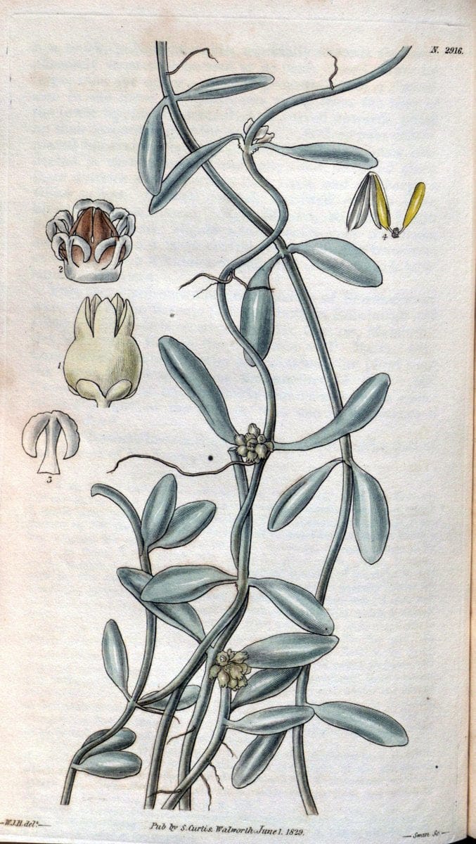 Curtis's botanical magazine. London ; New York [etc.] :Academic Press [etc.]. | "Botanical illustration" Botany Periodicals "Pictorial works" "Plants, Ornamental"  | Vintage Print Reproduction 454523