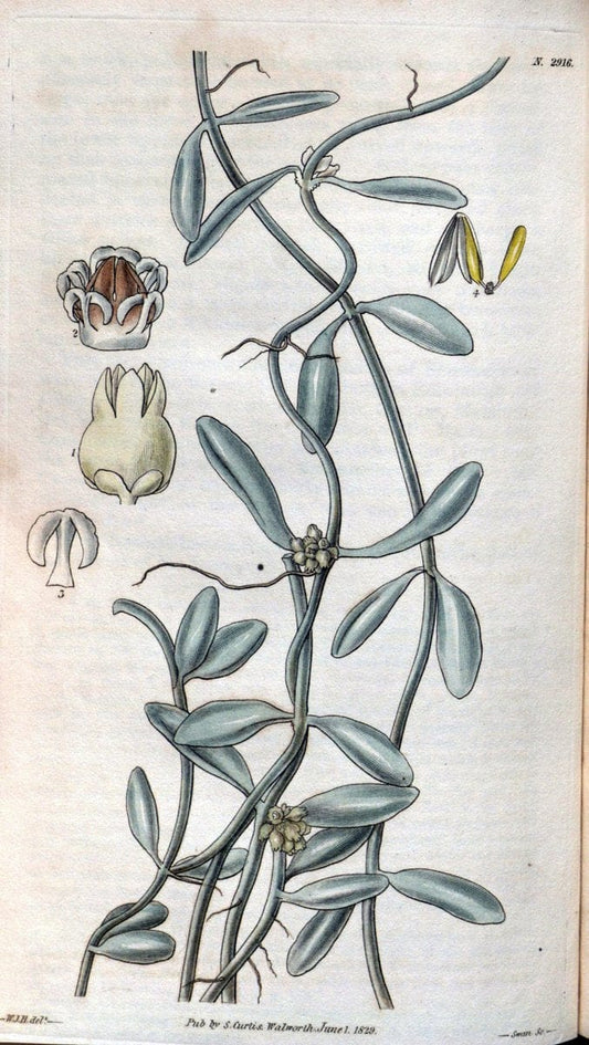 Curtis's botanical magazine. London ; New York [etc.] :Academic Press [etc.]. | "Botanical illustration" Botany Periodicals "Pictorial works" "Plants, Ornamental"  | Vintage Print Reproduction 454523