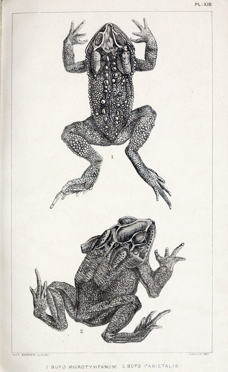Catalogue of the Batrachia Salientia and Apoda (frogs, toads, and cÃ…â€œcilians) of souther | Amphibians India  | Vintage Print Reproduction 454525