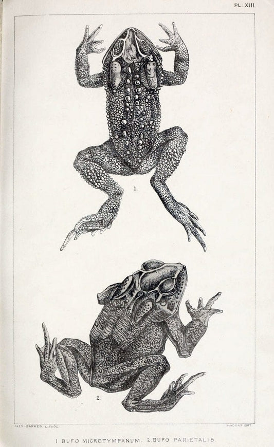 Catalogue of the Batrachia Salientia and Apoda (frogs, toads, and cÃ…â€œcilians) of souther | Amphibians India  | Vintage Print Reproduction 454525