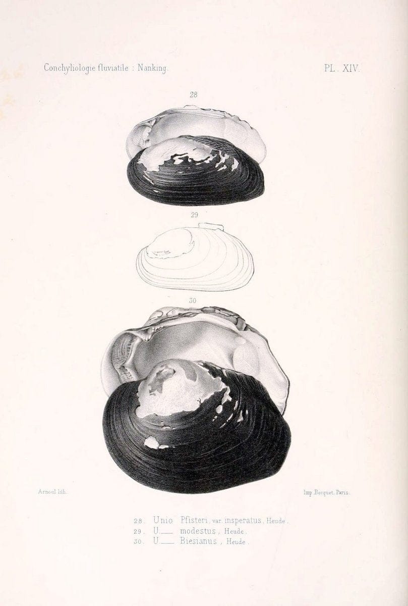 Conchyliologie fluviatile de la province de Nanking et de la Chine centrale /.Paris :Savy,[1875-1885]. | China Mollusks "Nanjing (Jiangsu Sheng)"  | Vintage Print Reproduction 454526