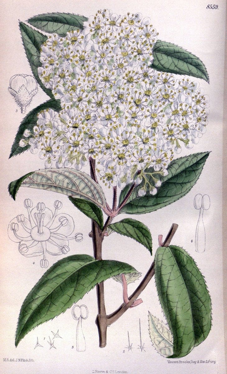 Curtis's botanical magazine. London ; New York [etc.] :Academic Press [etc.]. | "Botanical illustration" Botany Periodicals "Pictorial works" "Plants, Ornamental"  | Vintage Print Reproduction 454527
