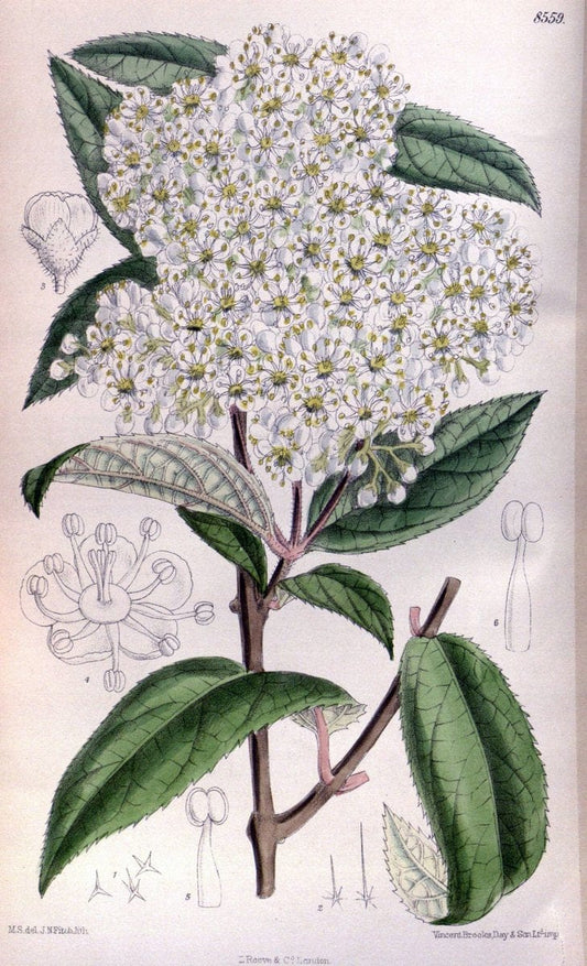 Curtis's botanical magazine. London ; New York [etc.] :Academic Press [etc.]. | "Botanical illustration" Botany Periodicals "Pictorial works" "Plants, Ornamental"  | Vintage Print Reproduction 454527