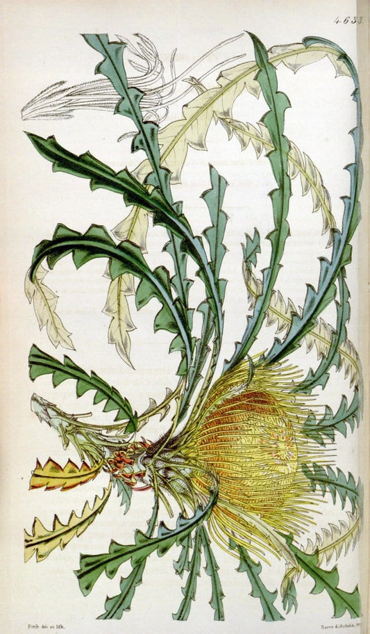 Curtis's botanical magazine. London ; New York [etc.] :Academic Press [etc.]. | "Botanical illustration" Botany Periodicals "Pictorial works" "Plants, Ornamental"  | Vintage Print Reproduction 454528