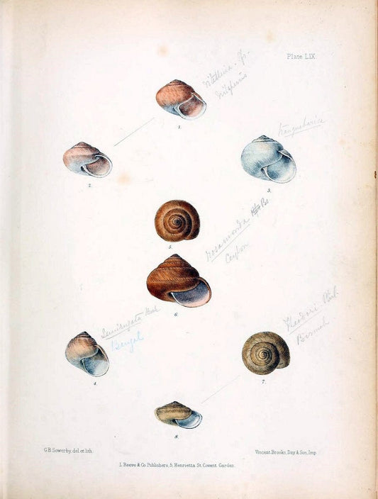 Conchologia indica,.London,1870-1876.. |  | Vintage Print Reproduction 454530