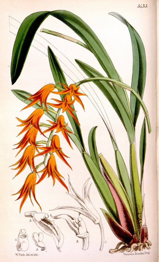 Curtis's botanical magazine..London ;New York [etc.] :Academic Press [etc.]. |  | Vintage Print Reproduction 454536