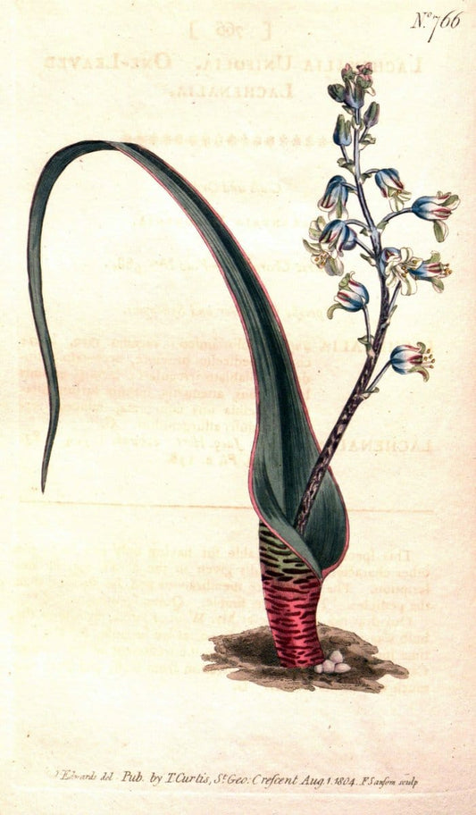 Curtis's botanical magazine..London ;New York [etc.] :Academic Press [etc.]. |  | Vintage Print Reproduction 454538