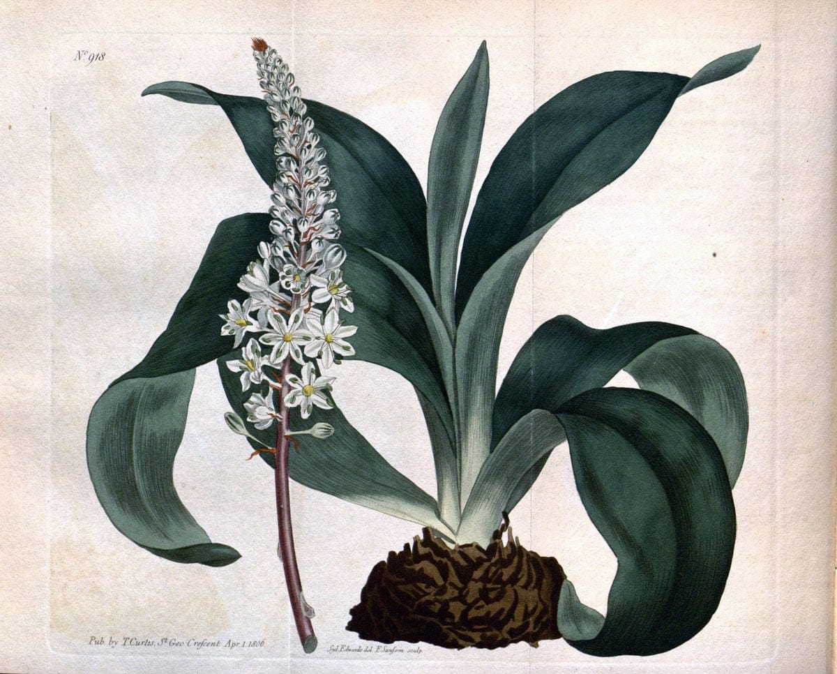 Curtis's botanical magazine. London ;New York [etc.] :Academic Press [etc.]. | Botany Periodicals "Pictorial works"  | Vintage Print Reproduction 454540
