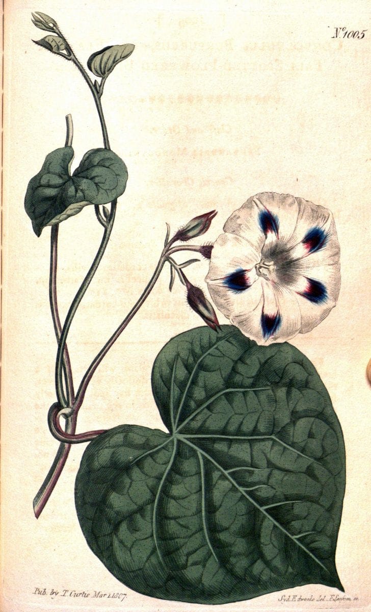 Curtis's botanical magazine. London ;New York [etc.] :Academic Press [etc.]. | Botany Periodicals "Pictorial works"  | Vintage Print Reproduction 454541