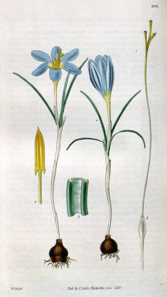 Curtis's botanical magazine. London ;New York [etc.] :Academic Press [etc.]. | Botany Periodicals "Pictorial works"  | Vintage Print Reproduction 454542