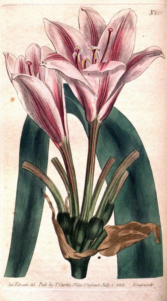 Curtis's botanical magazine. London ;New York [etc.] :Academic Press [etc.]. | Botany Periodicals "Pictorial works"  | Vintage Print Reproduction 454543