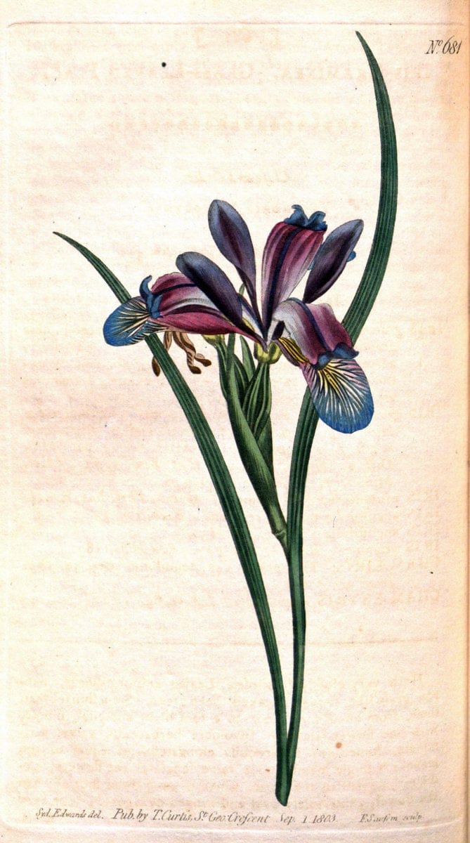 Curtis's botanical magazine. London ;New York [etc.] :Academic Press [etc.]. | Botany Periodicals "Pictorial works"  | Vintage Print Reproduction 454545