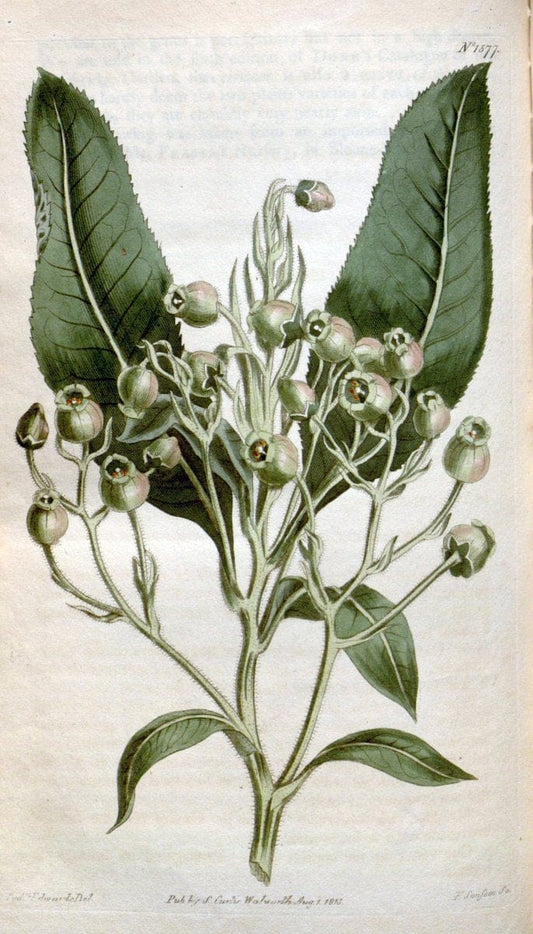 Curtis's botanical magazine. London ; New York [etc.] :Academic Press [etc.]. | "Botanical illustration" Botany Periodicals "Pictorial works" "Plants, Ornamental"  | Vintage Print Reproduction 454546