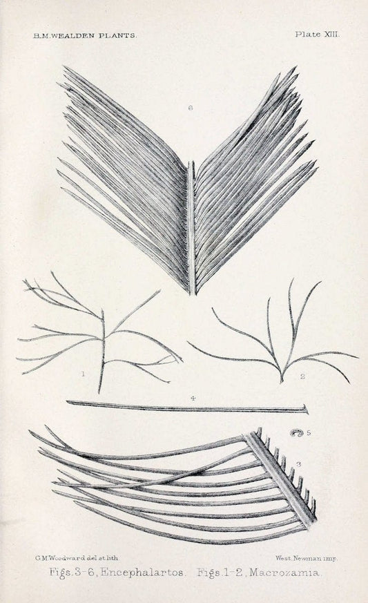 Chichen Itza, Mexico, 1895.1895. | Vintage Print Reproduction 454547