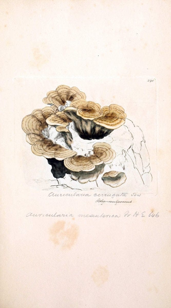 Coloured figures of English fungi or mushrooms. London,Printed by J. Davis,1797-[1809]. | England Mushrooms  | Vintage Print Reproduction 454548