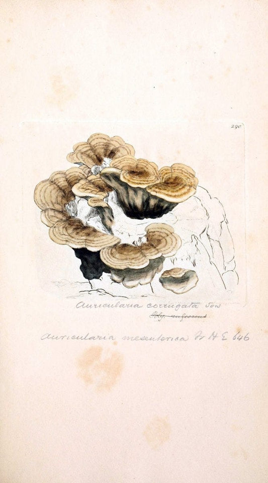 Coloured figures of English fungi or mushrooms. London,Printed by J. Davis,1797-[1809]. | England Mushrooms  | Vintage Print Reproduction 454548