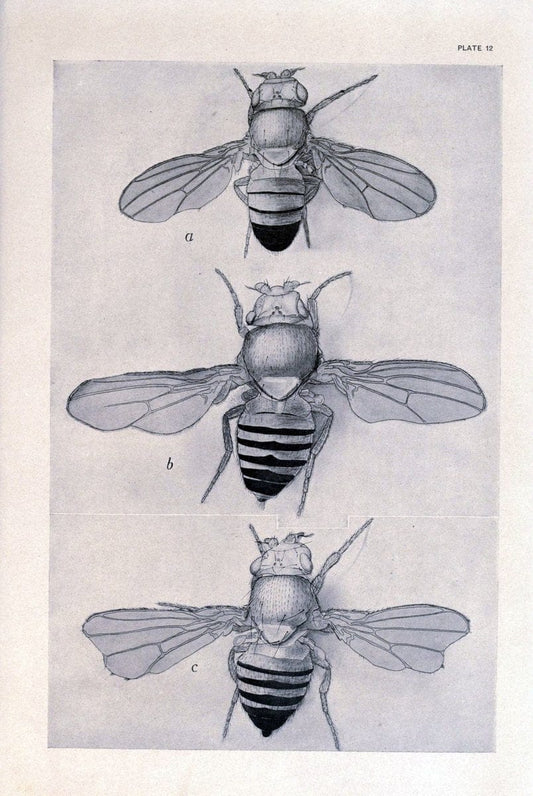 Contributions to the genetics of Drosophila melanogaster . .Washington,Carnegie Institution of Washington,1919.  | "Drosophila melanogaster" Heredity Karyokinesis  | Vintage Print Reproduction 454549