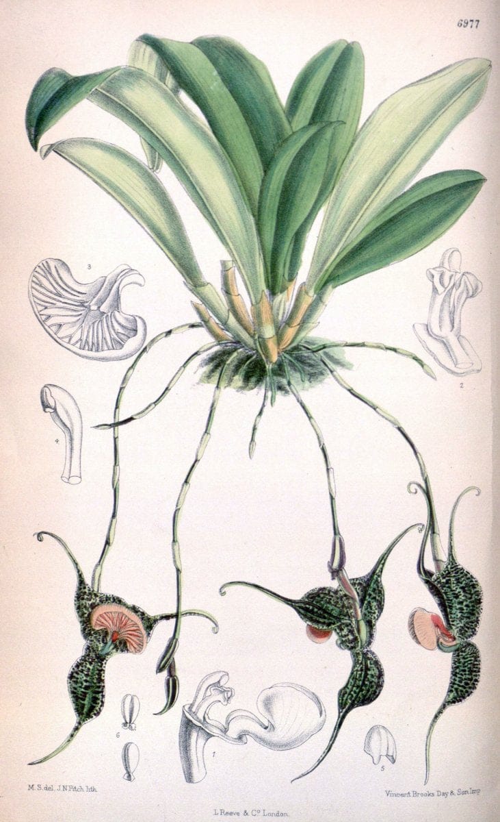 Curtis's botanical magazine. London ; New York [etc.] :Academic Press [etc.]. | "Botanical illustration" Botany Periodicals "Pictorial works" "Plants, Ornamental"  | Vintage Print Reproduction 454551