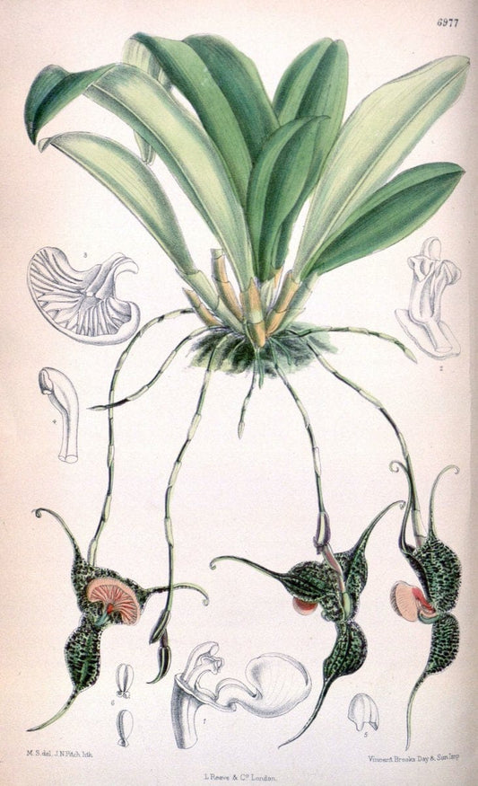 Curtis's botanical magazine. London ; New York [etc.] :Academic Press [etc.]. | "Botanical illustration" Botany Periodicals "Pictorial works" "Plants, Ornamental"  | Vintage Print Reproduction 454551
