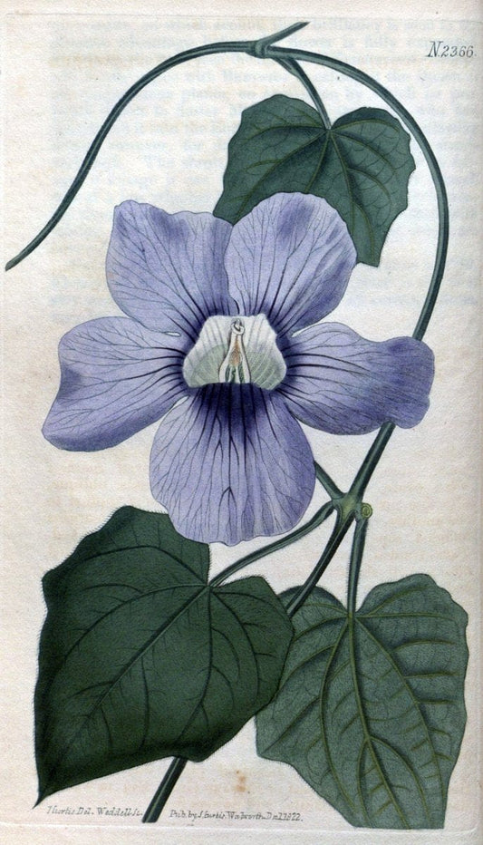Curtis's botanical magazine. London ; New York [etc.] :Academic Press [etc.]. | "Botanical illustration" Botany Periodicals "Pictorial works" "Plants, Ornamental"  | Vintage Print Reproduction 454552