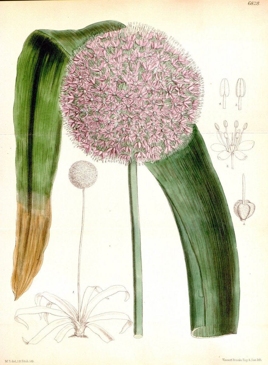 Curtis's botanical magazine. London ; New York [etc.] :Academic Press [etc.]. | "Botanical illustration" Botany Periodicals "Pictorial works" "Plants, Ornamental"  | Vintage Print Reproduction 454553
