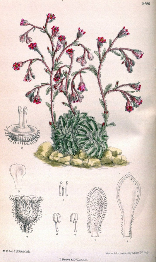 Curtis's botanical magazine. London ; New York [etc.] :Academic Press [etc.]. | "Botanical illustration" Botany Periodicals "Pictorial works" "Plants, Ornamental"  | Vintage Print Reproduction 454555