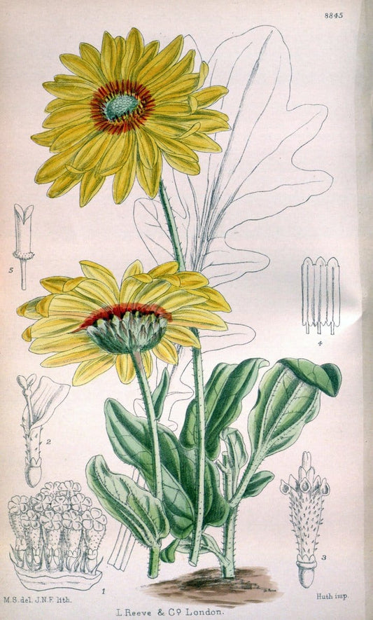 Curtis's botanical magazine. London ; New York [etc.] :Academic Press [etc.]. | "Botanical illustration" Botany Periodicals "Pictorial works" "Plants, Ornamental"  | Vintage Print Reproduction 454556