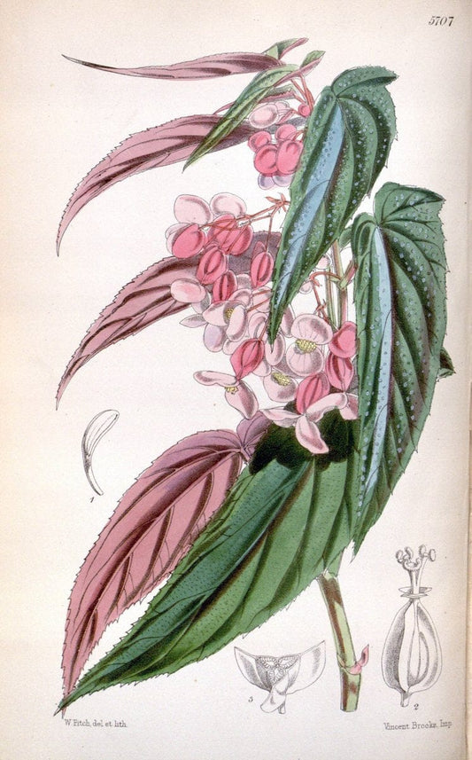 Curtis's botanical magazine. London ; New York [etc.] :Academic Press [etc.]. | "Botanical illustration" Botany Periodicals "Pictorial works" "Plants, Ornamental"  | Vintage Print Reproduction 454557